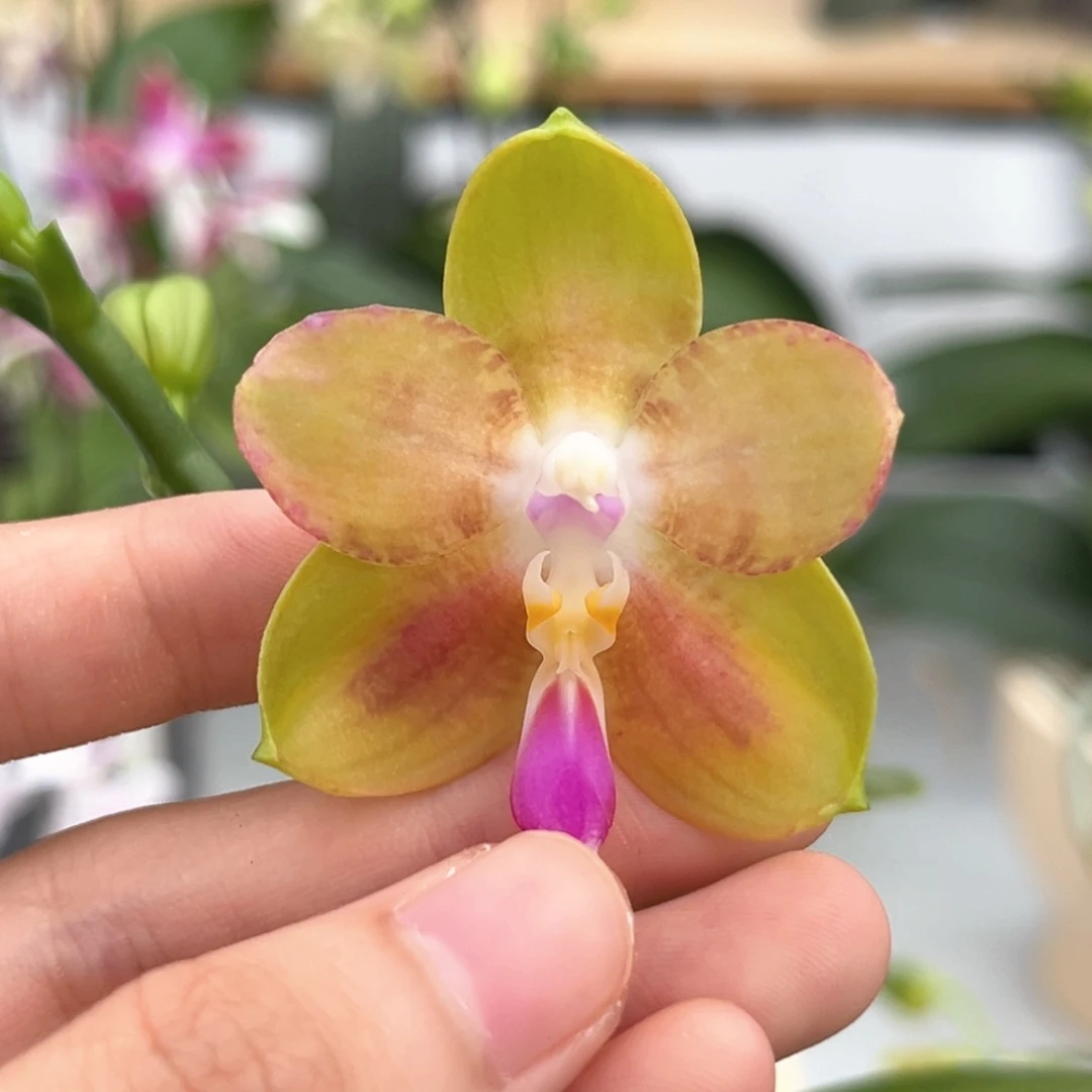 完全开放3寸彩虹熊开花株
