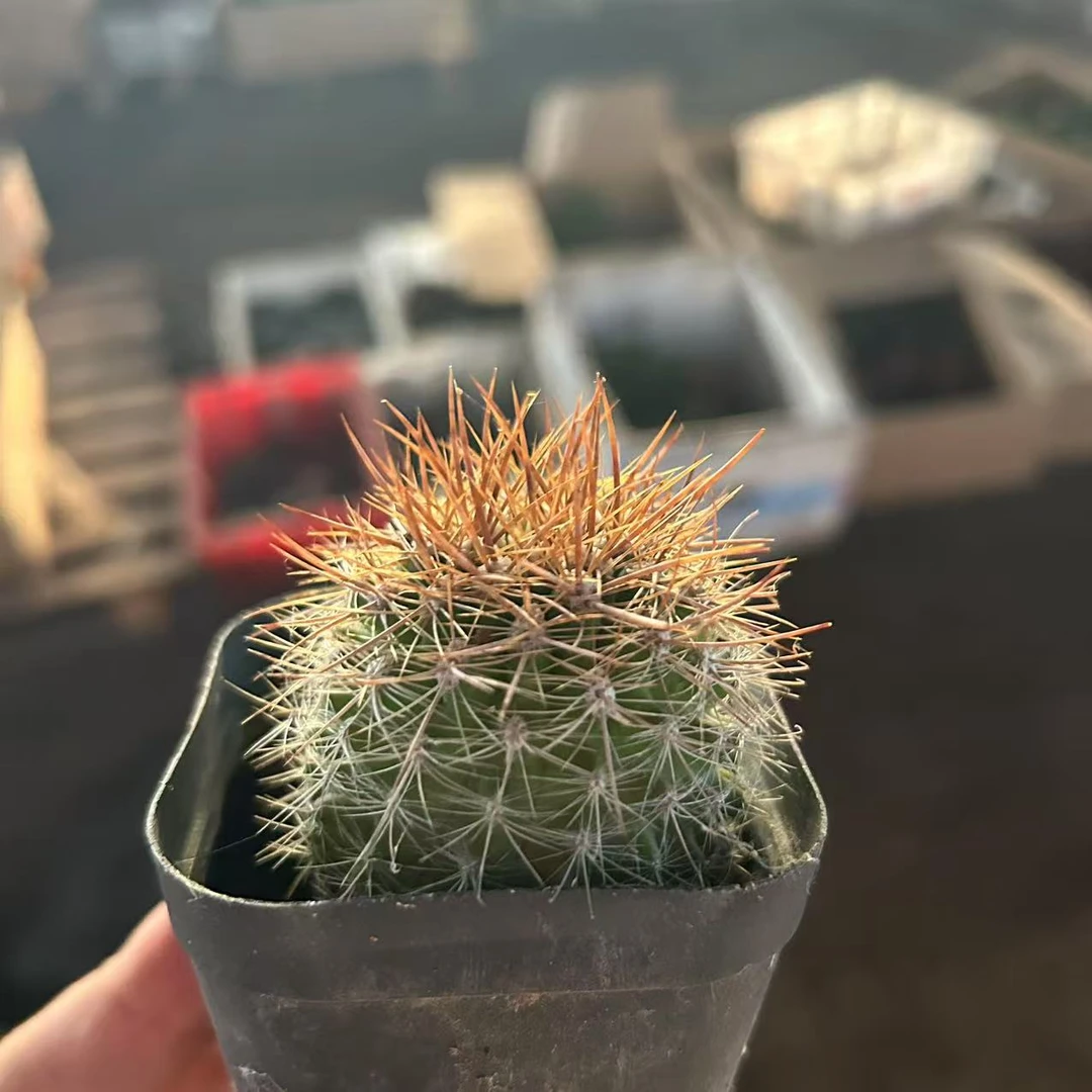 混乱玉4～5  仙人球夏型种绿植盆栽桌面阳台办公室摆件