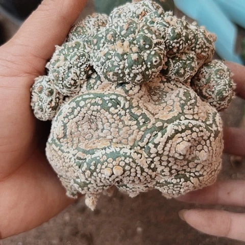 204仙人球的比赛将在