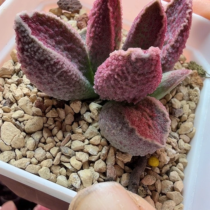 M**o水蜜桃的味道真的很好闻啊