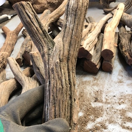 大果紫檀（缅甸花梨）缤****哥