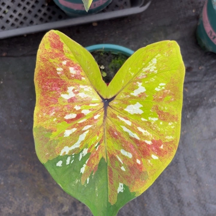 完全开放泰国彩叶芋2