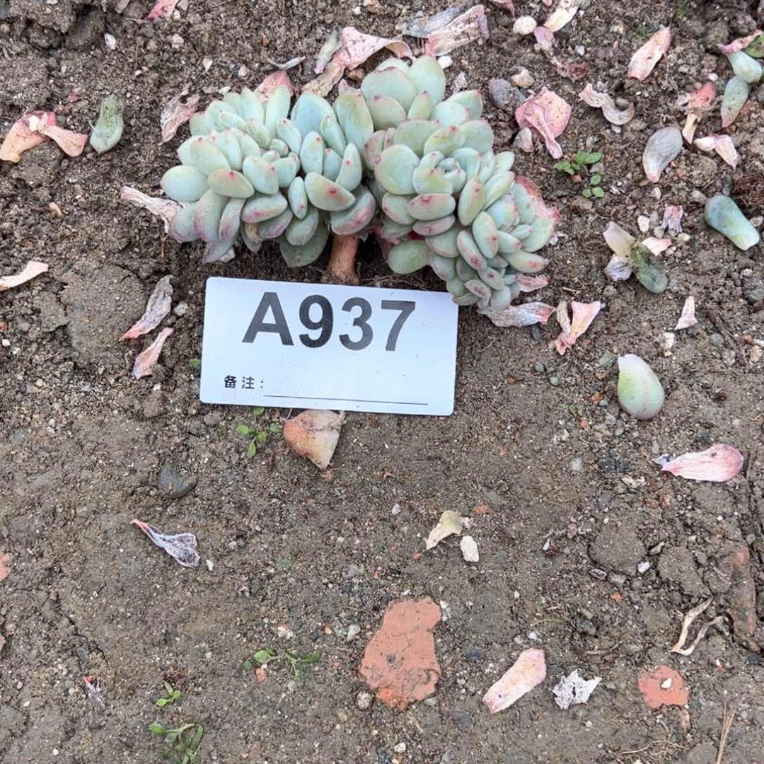 宝****r937多肉多肉多肉多肉