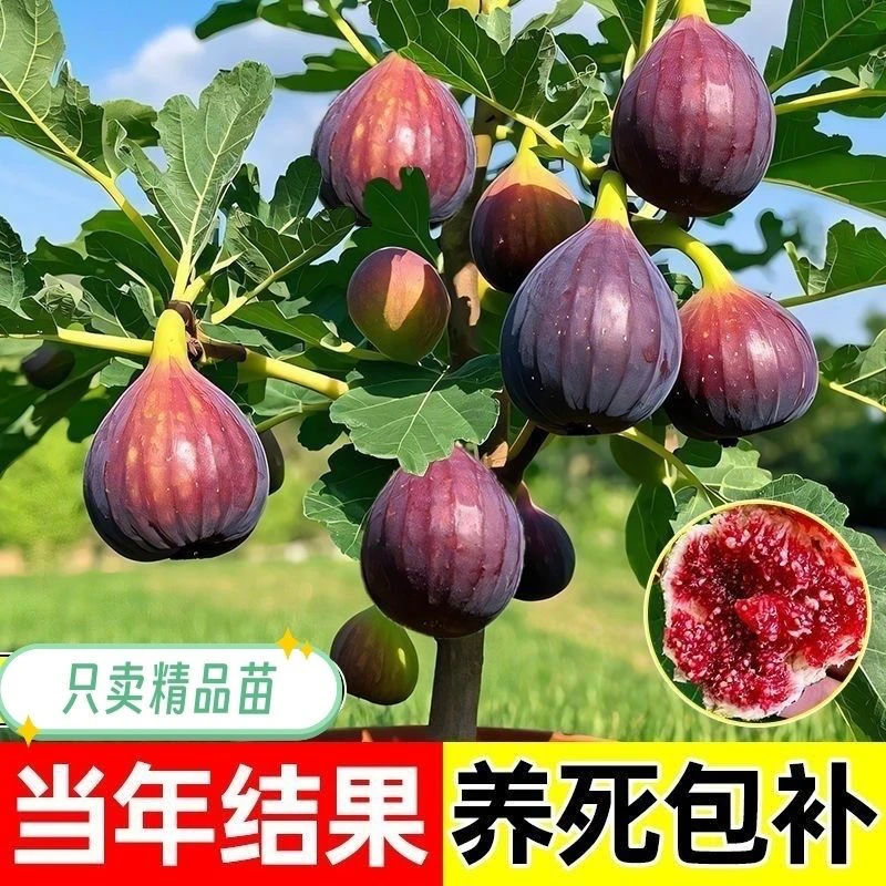 带果发货无花果树苗多品种特产盆栽南北方均可水果种植