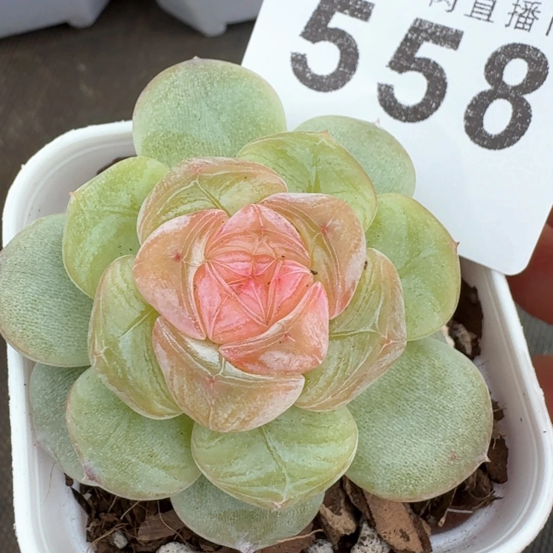 明月心珍妮         上新多肉植物