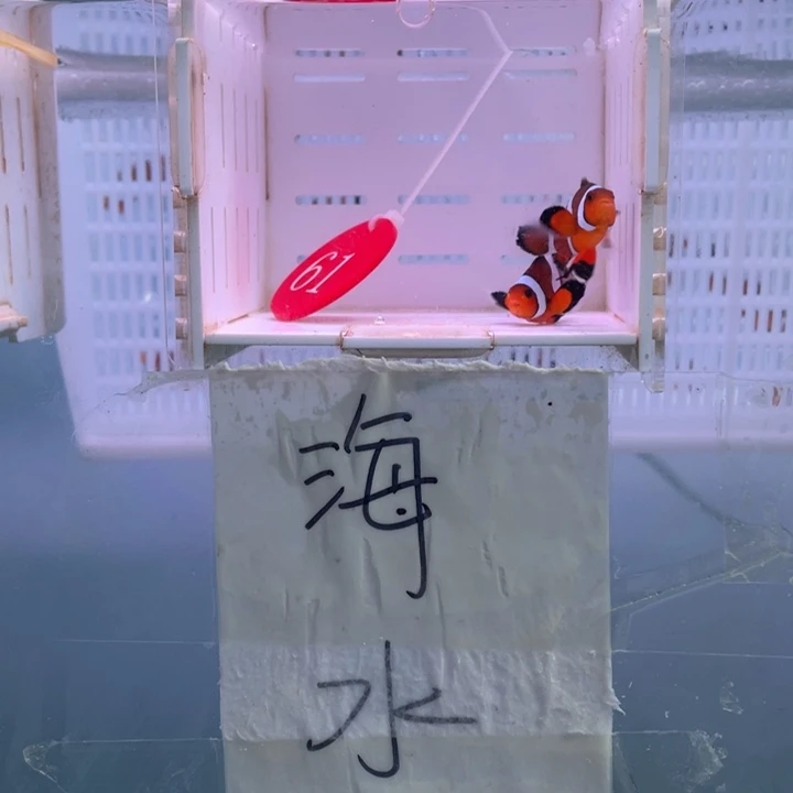 海水鱼精品公子礼服2条3.5.左右