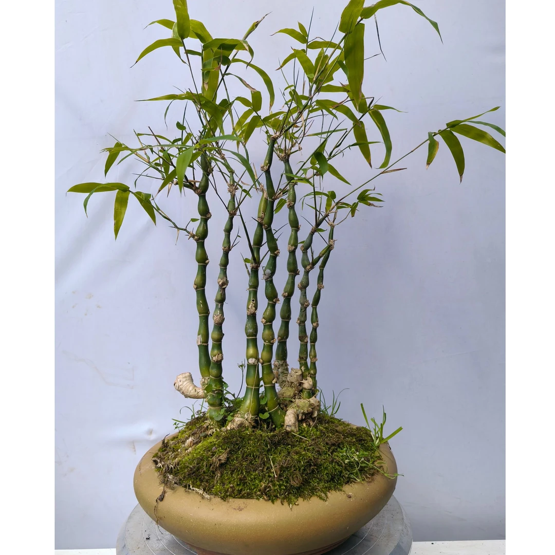 佛肚竹盆景，可摆桌面书房茶室阳台庭院盆景可循环开花室内外养护