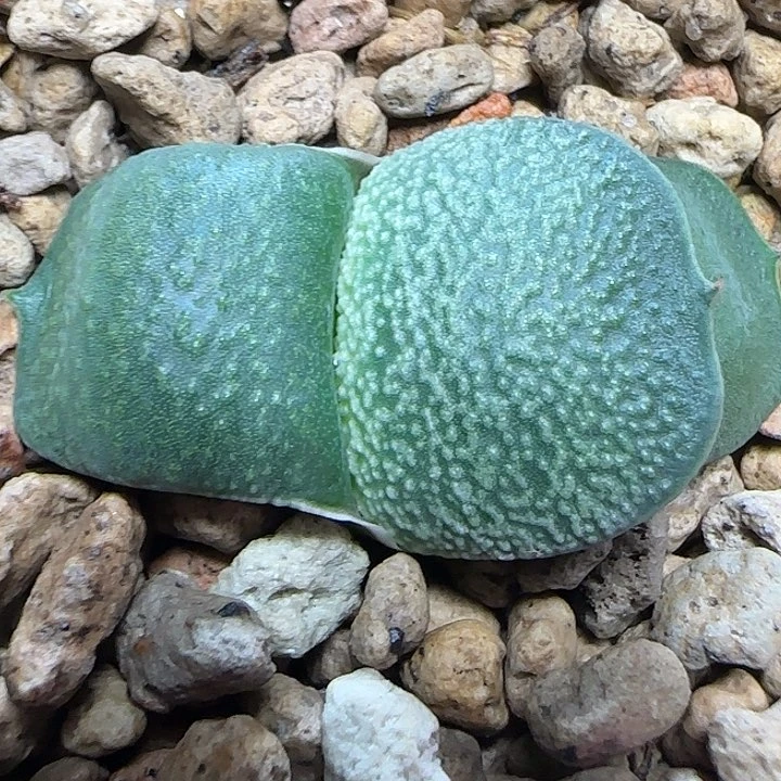 凸白釉雅典娜卧牛卧牛