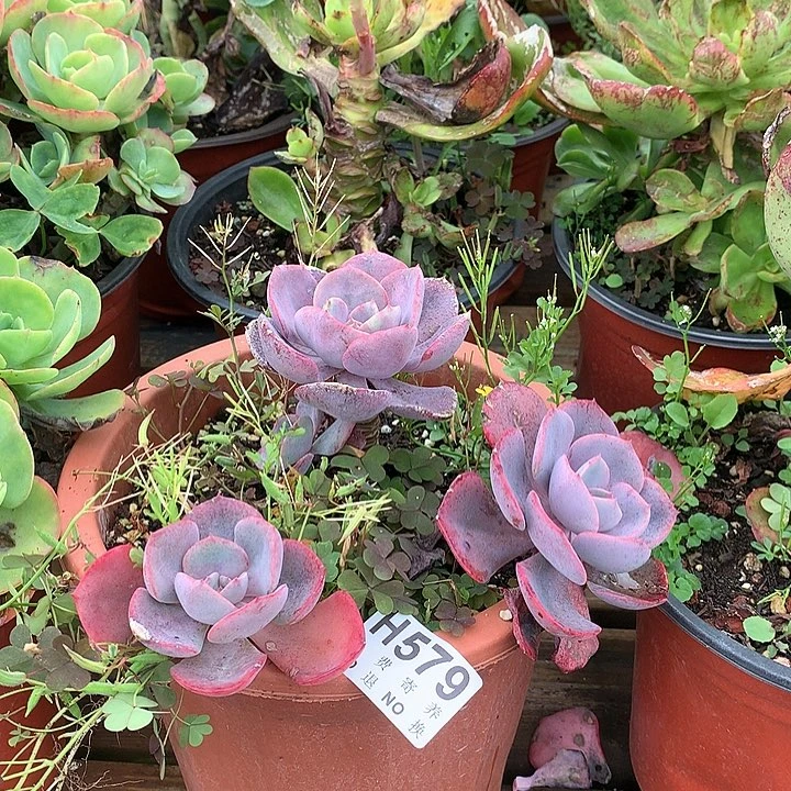 尘埃玫瑰  非偏远38包邮 节后发