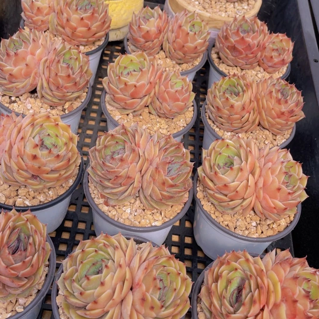 量拍25号 糖心昂斯诺大双头一个