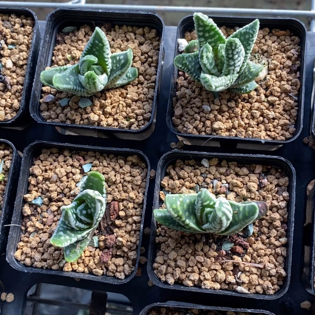 一颗皇帝硬叶 周末福利