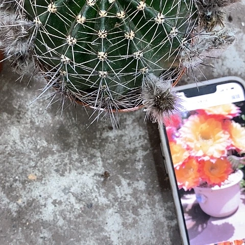 新激流仙人球，5公分左右