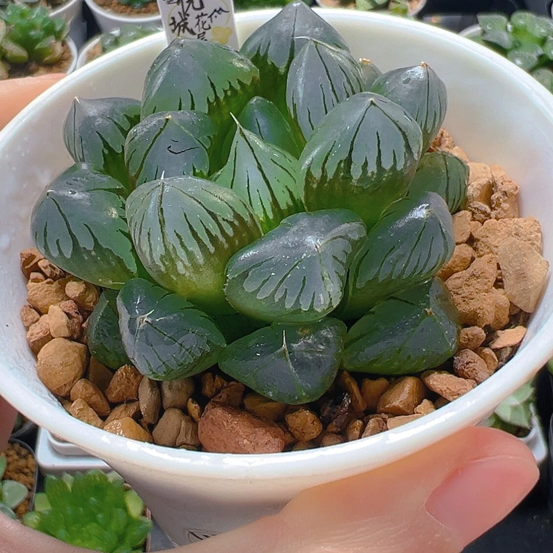 3943多肉植物一颗多肉