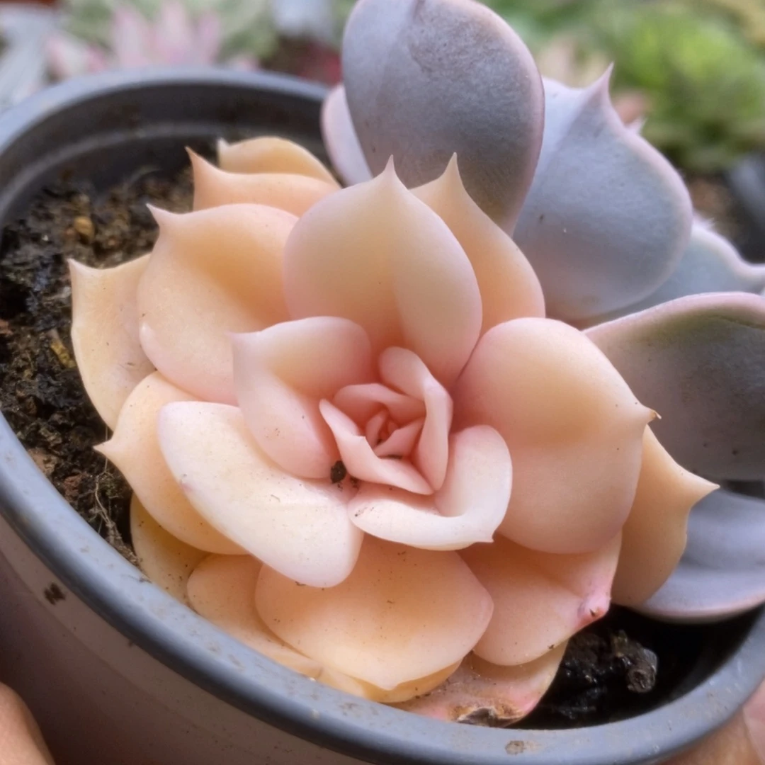 208双子座锦锦锦锦锦