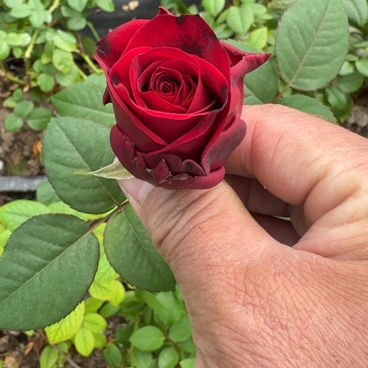 无花朵红娜欧米小苗