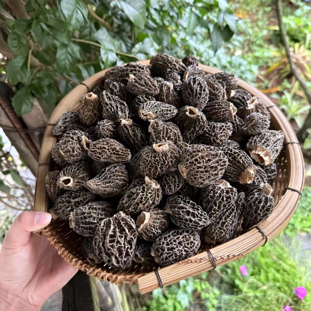 云南土特产 现收山货 羊肚菌厚肉