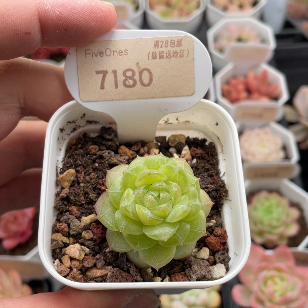 编号系列7180-3.5厘米