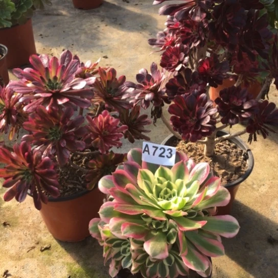 法师多肉植物光****0法师723