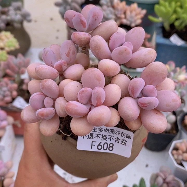 糖果桃蛋老桩12cm608多肉