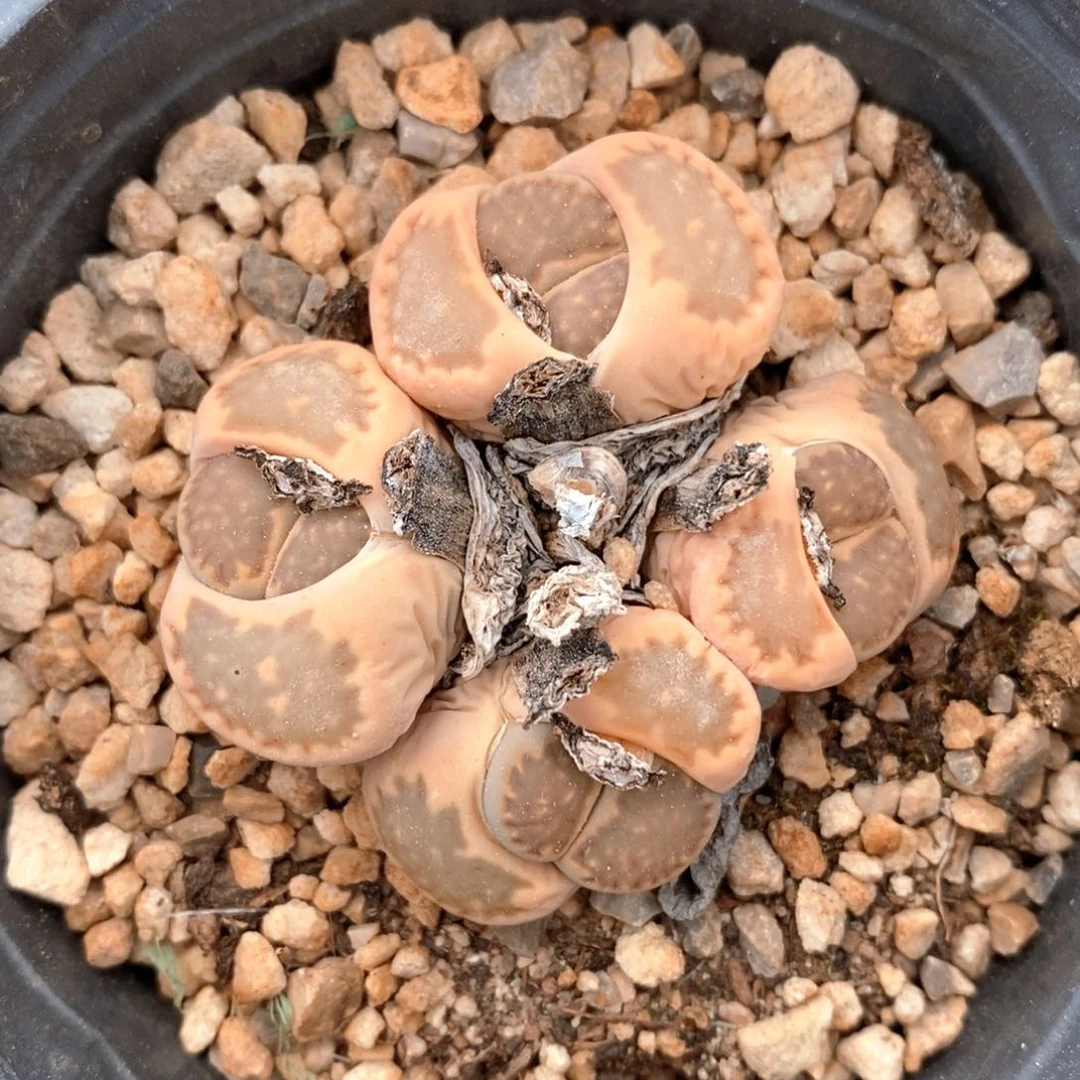 可问主播品种，下滑链接更多品种选择-86