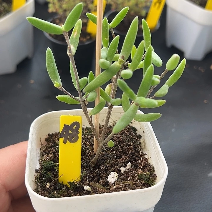 48号香蕉一物一拍
