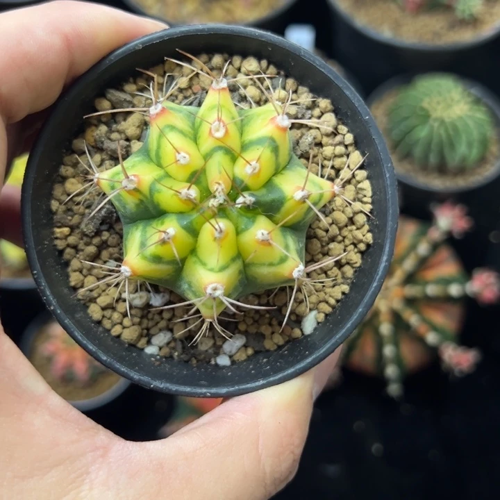 花田侧芽自根带盆土发货