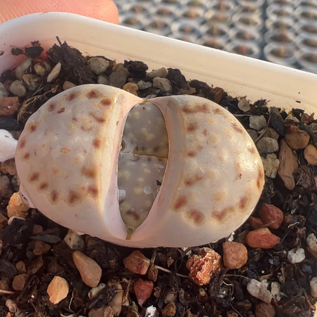 215饼干母本多肉植物