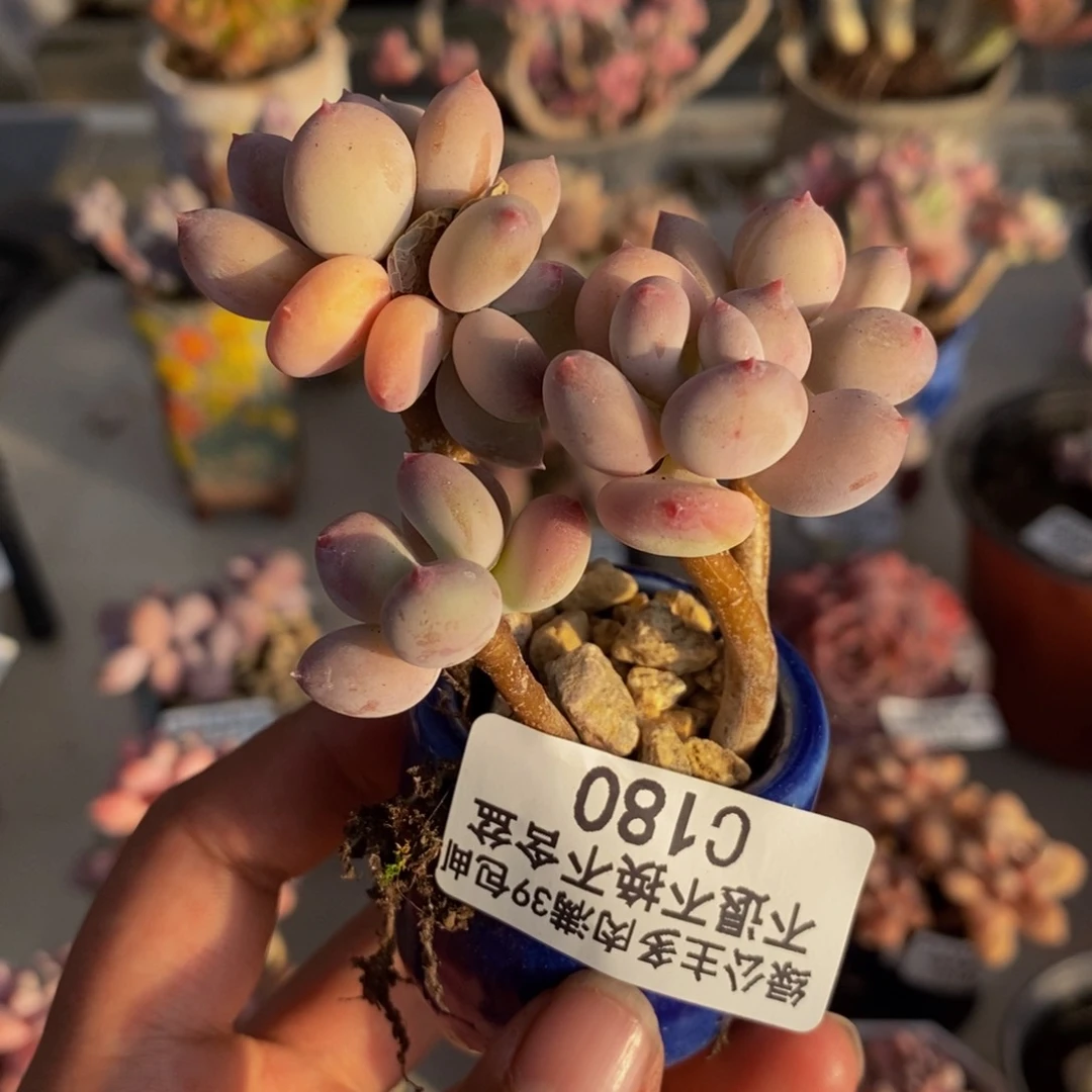 180苹果奶四代多肉5c m