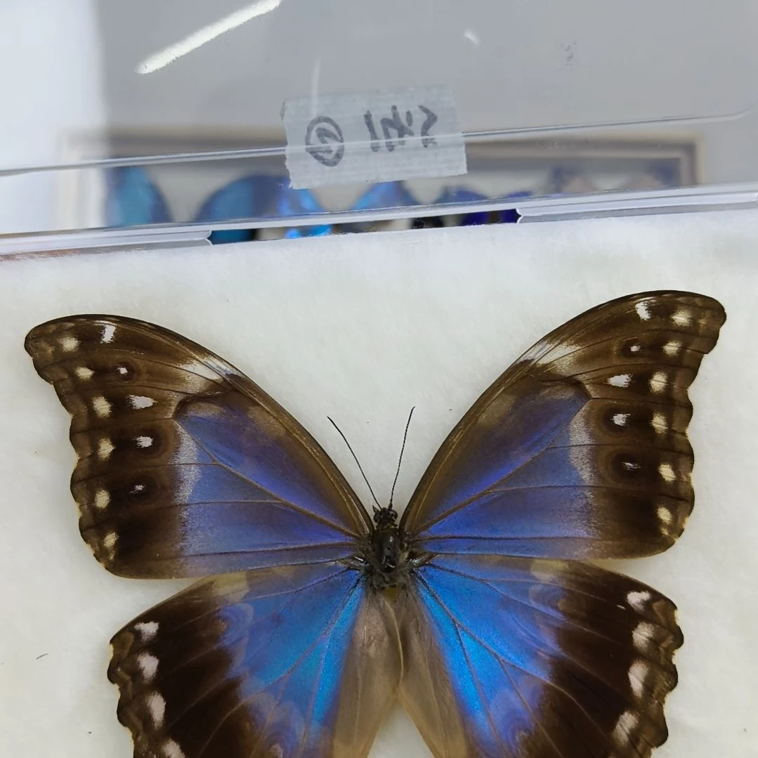 真蝴蝶标本一物一拍10号
