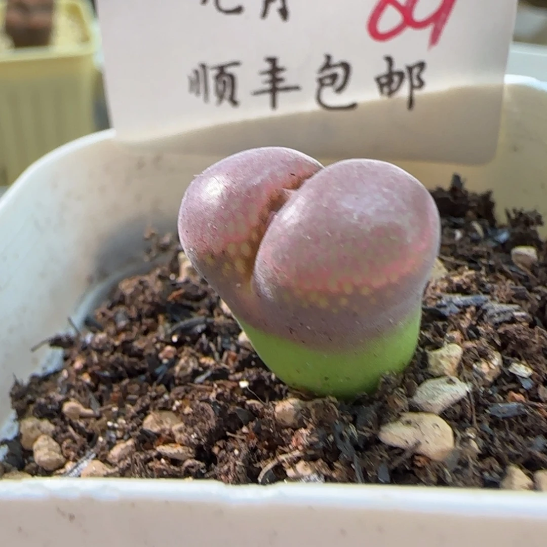 顺丰包邮一物一拍-80