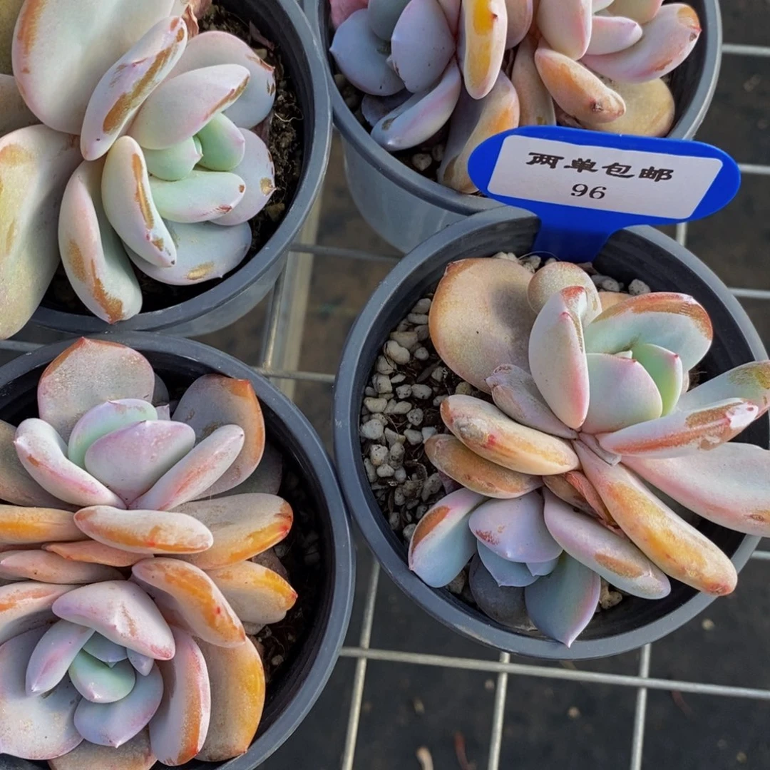 96-精品奶茶双头福利一个