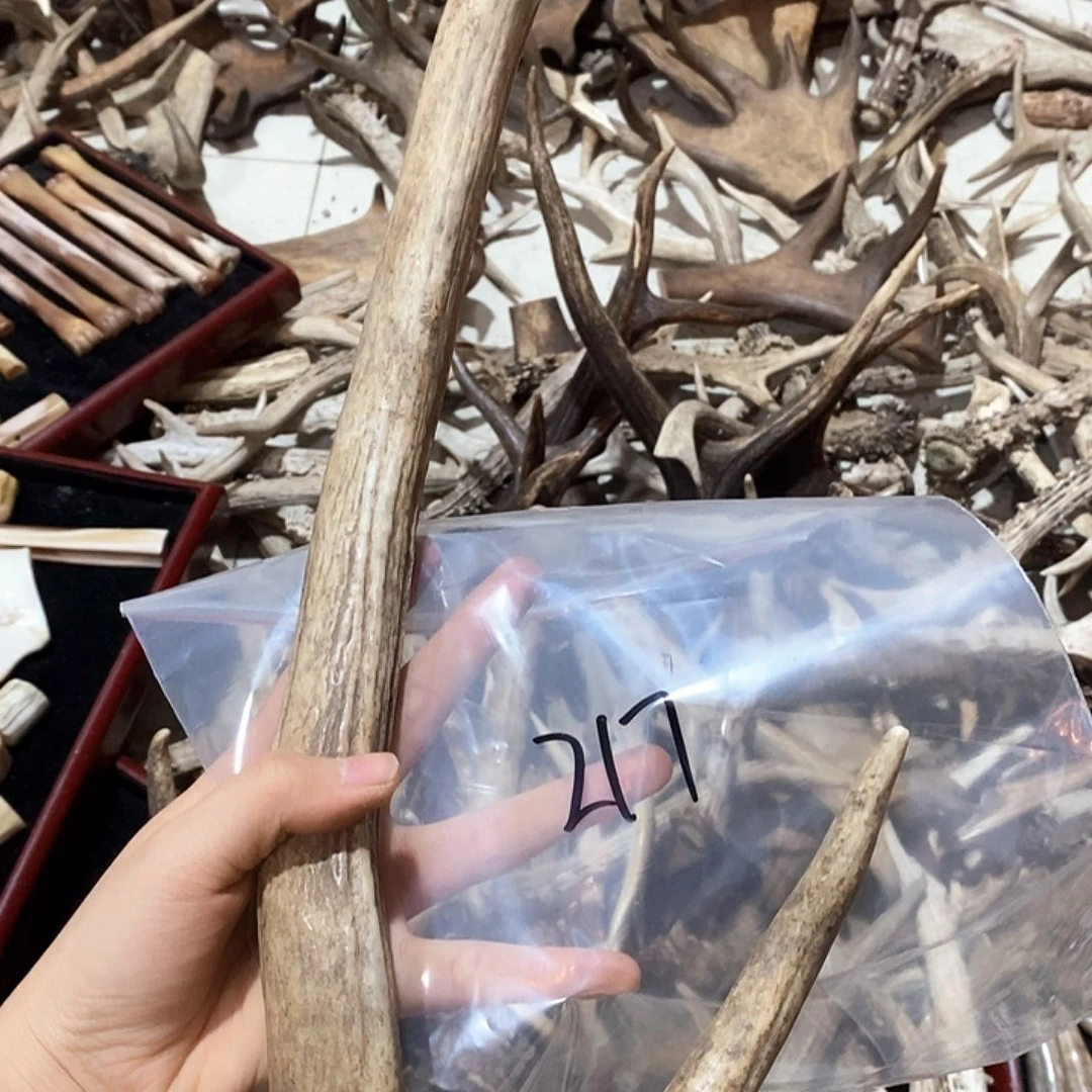 鹿角鹿角鹿角鹿角鹿角鹿角