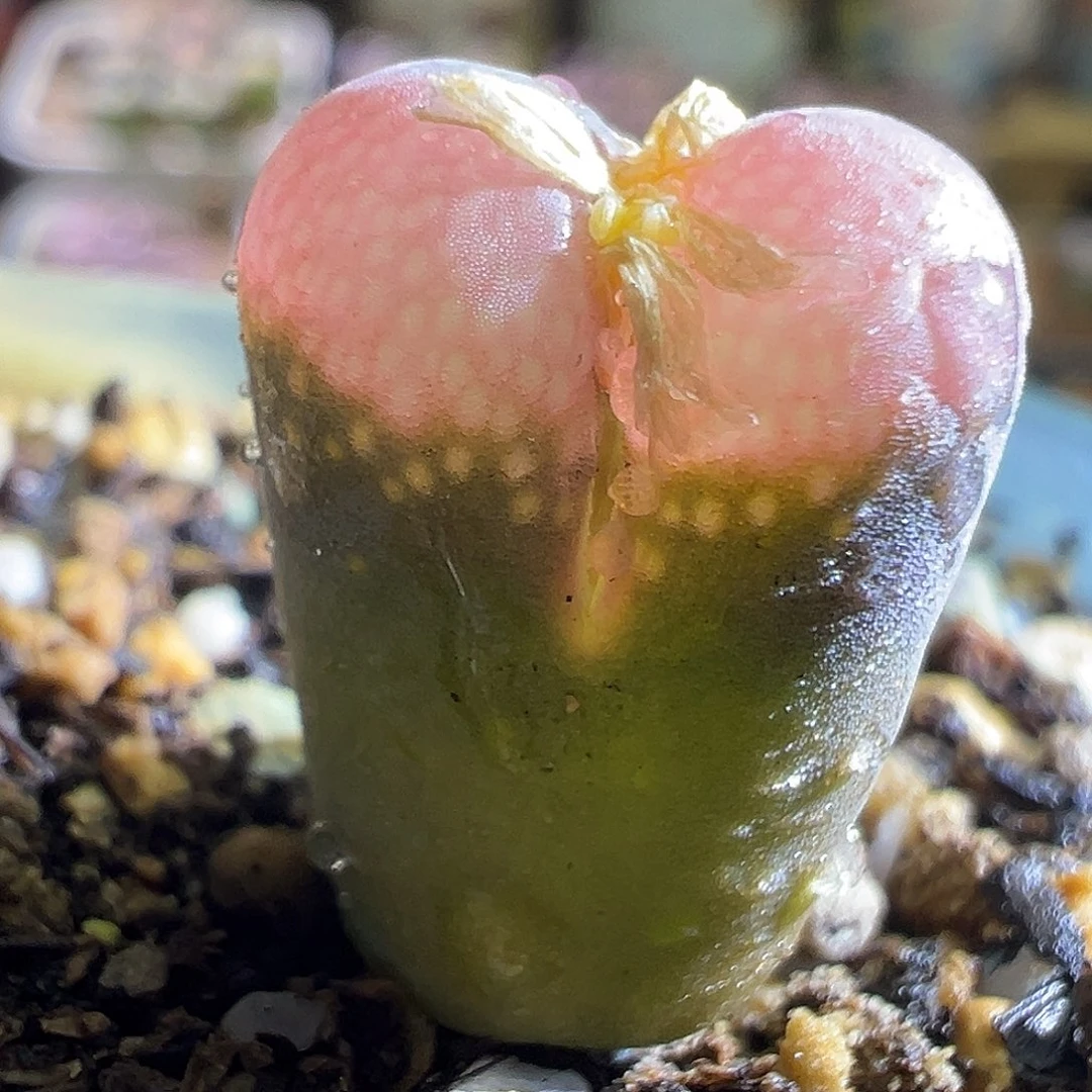 370#。    鲑鱼粉1089。