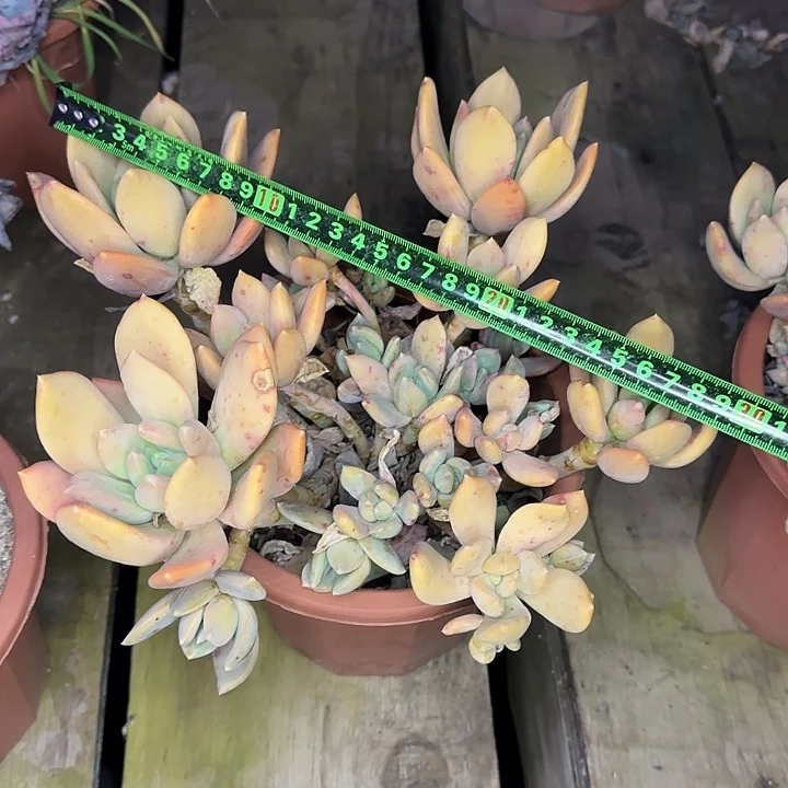 海洋之心028 多肉植物一物一拍