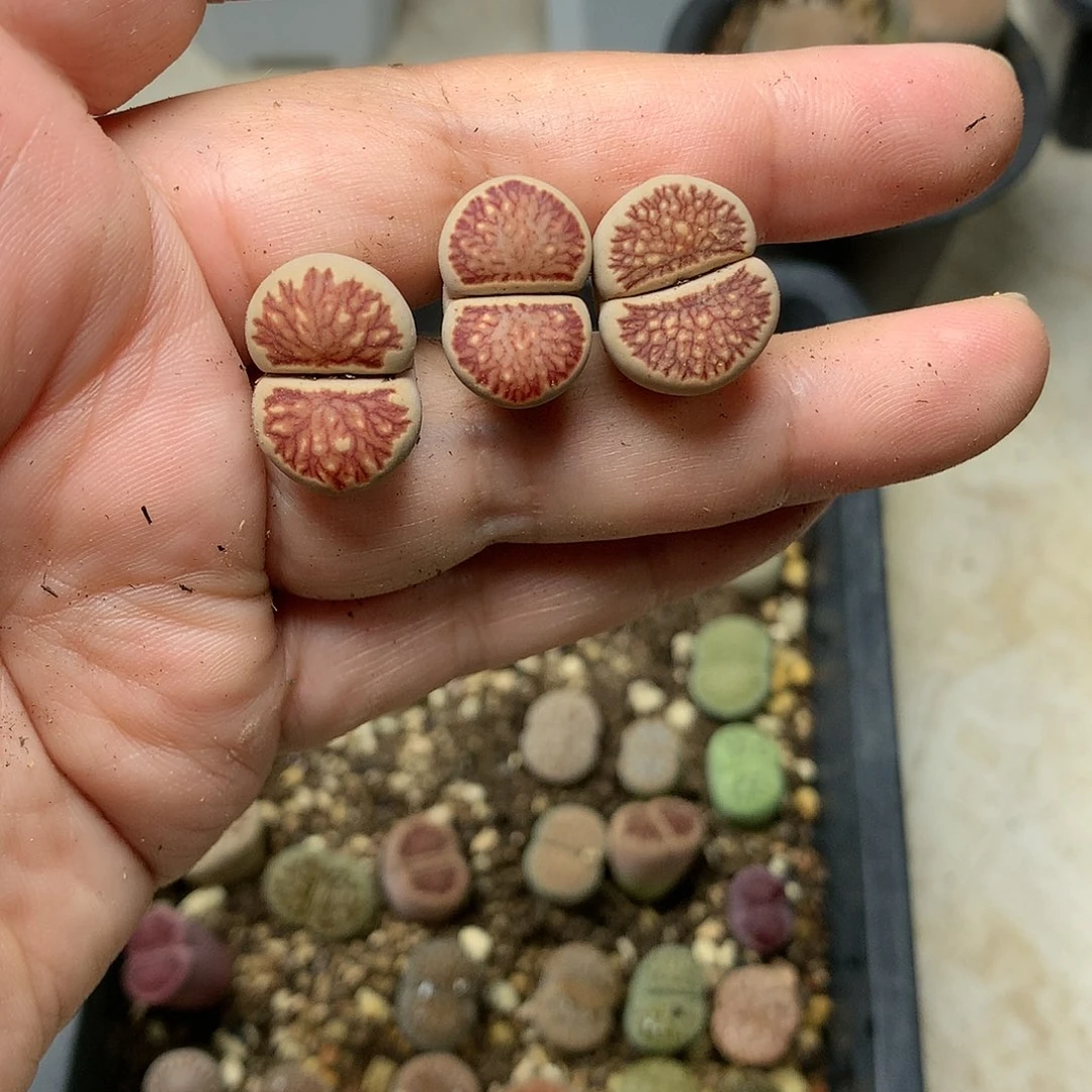 宝****店B57多肉植物保护研究所