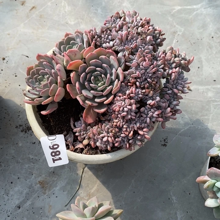 葉***…981玛瑙缀多肉植物多肉