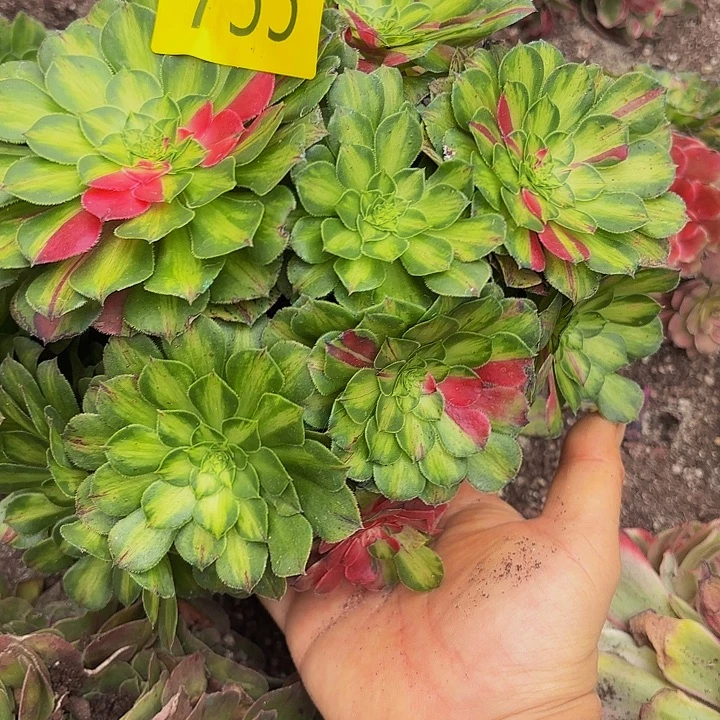 多肉植物福利755个
