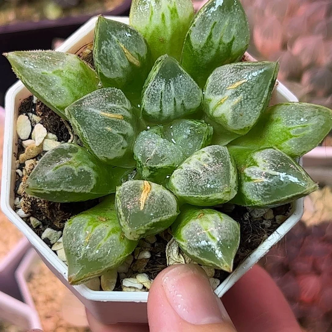 爱心寿十二卷多肉植物