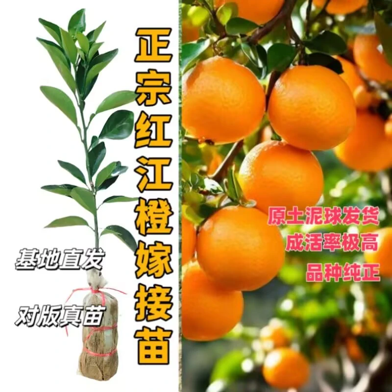 正宗嫁接果树苗红光橙廉江橙冰糖橙高产果大橙子树苗南方种植薄皮