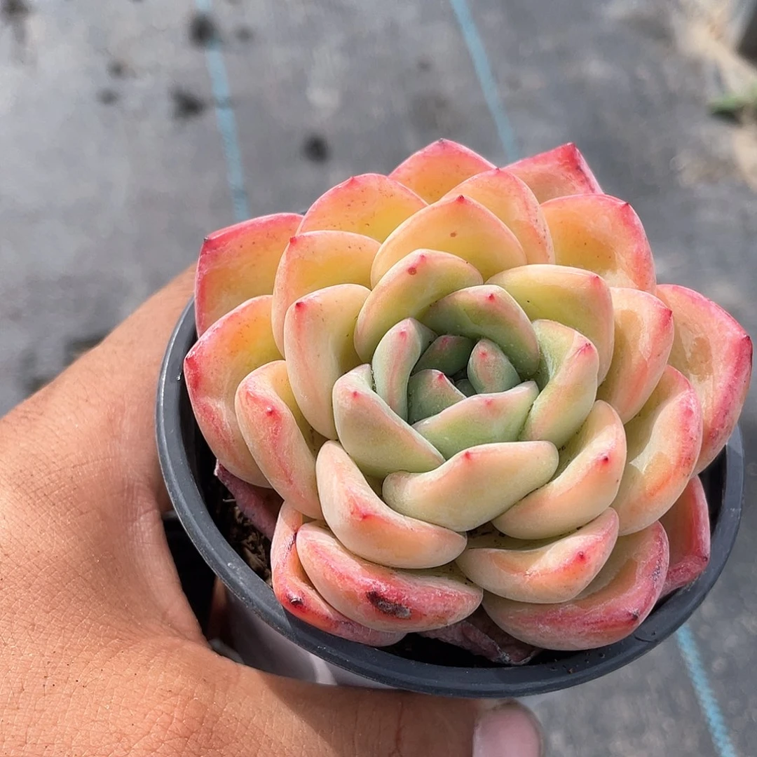 心**阳奶油泡芙带盆发货