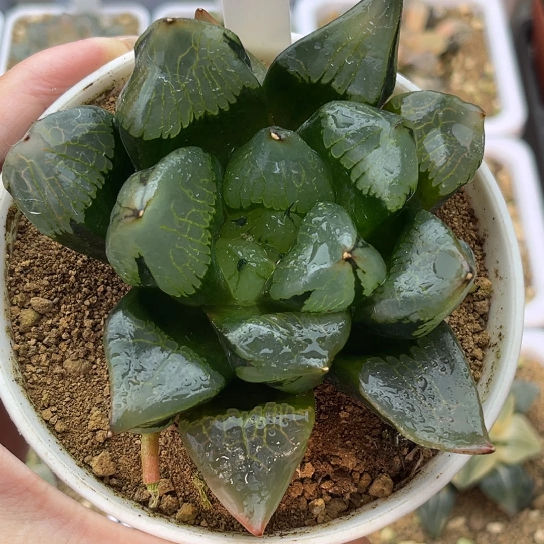 10大裹克十二卷多肉