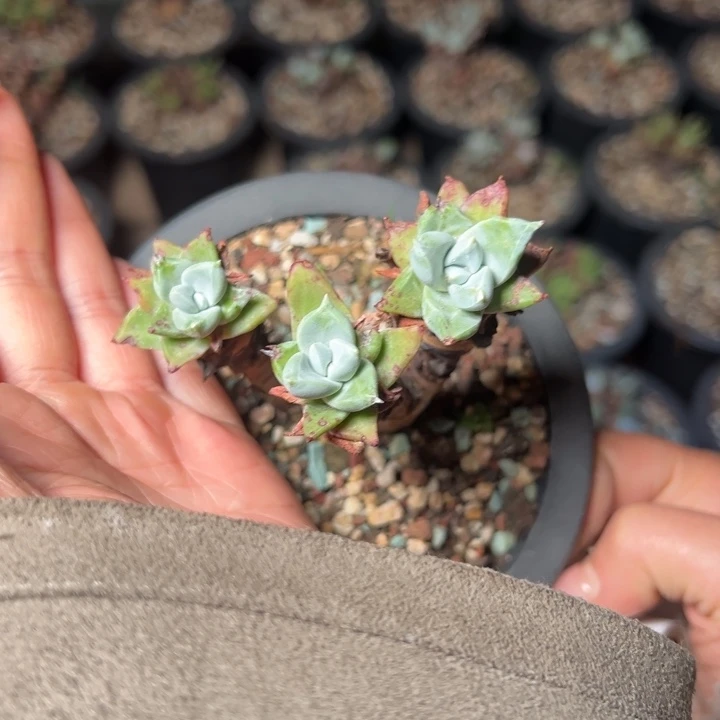 2030哈哈哈哈哈哈哈多肉