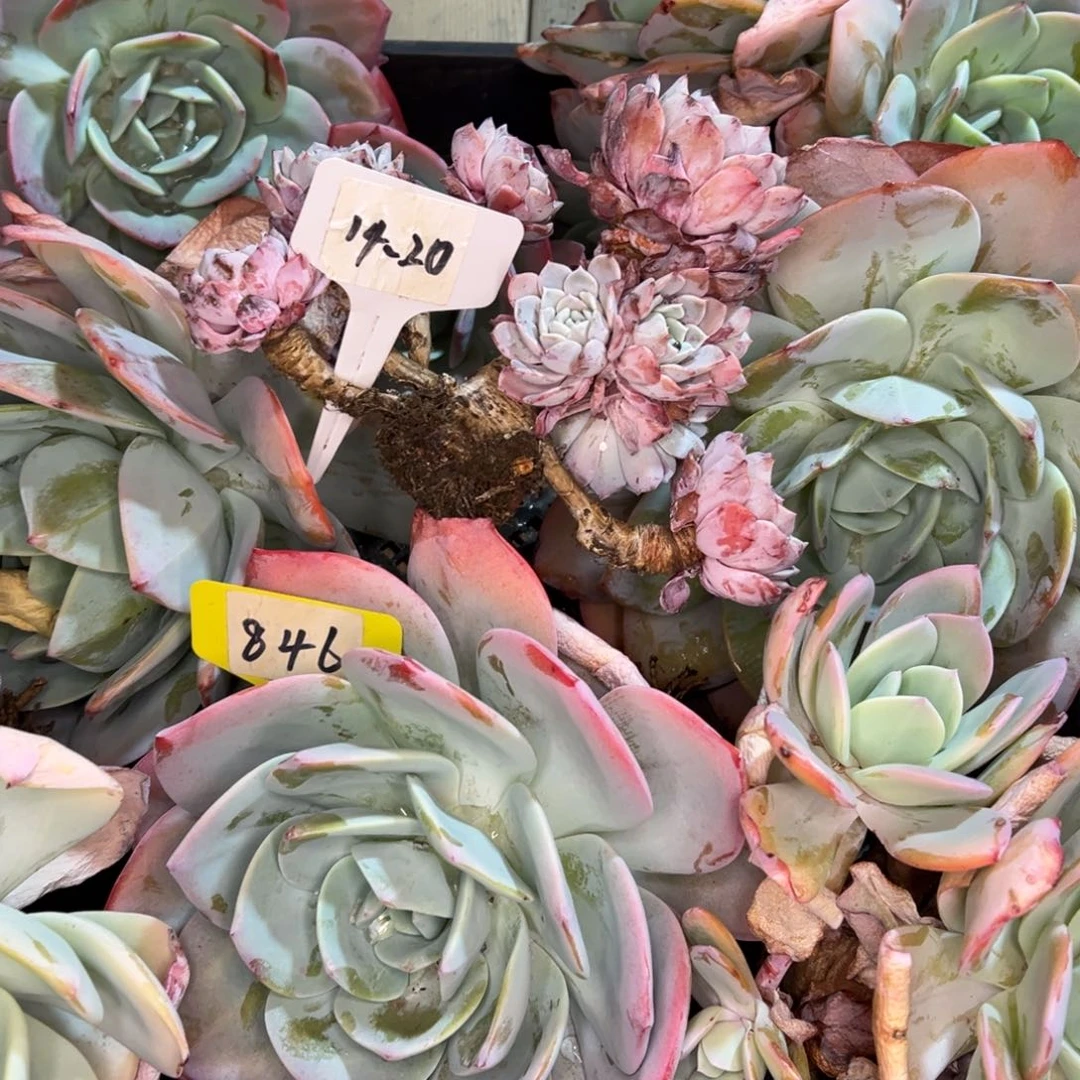 悠***蓝14-20///////////////