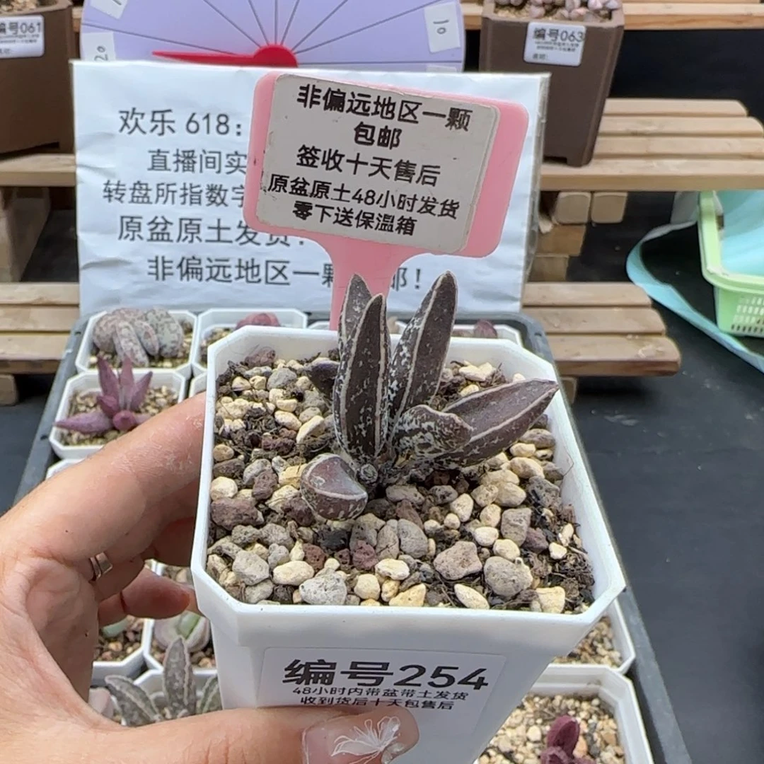 254花肌楞叶多肉植物