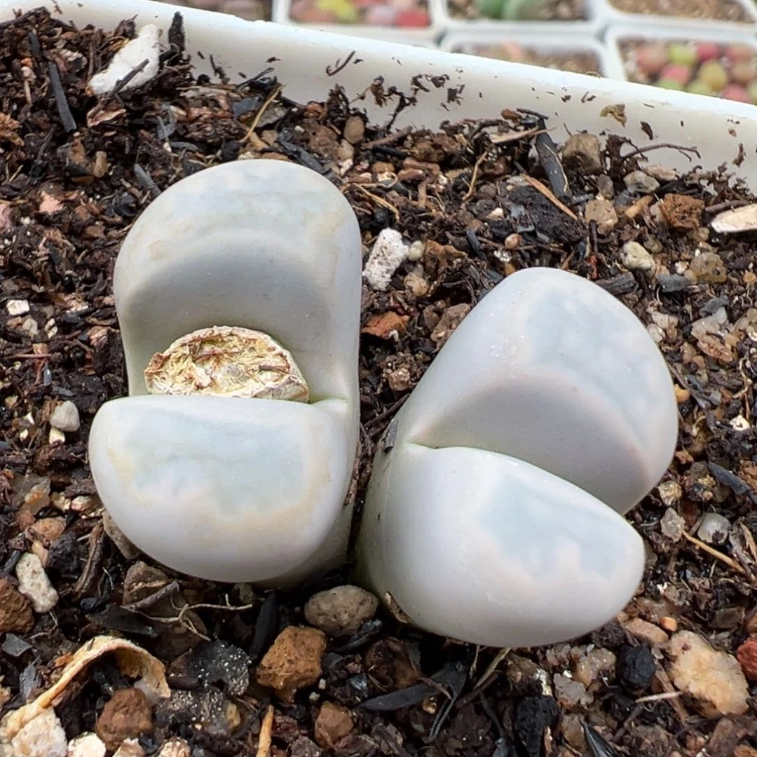 雪****81.17好看的多肉294