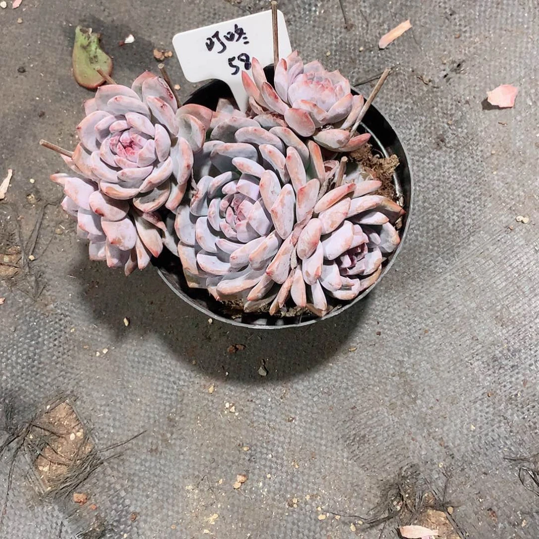 多肉植物星影58号38