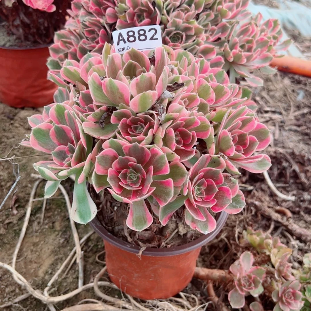 882粉女郎多肉植物法师