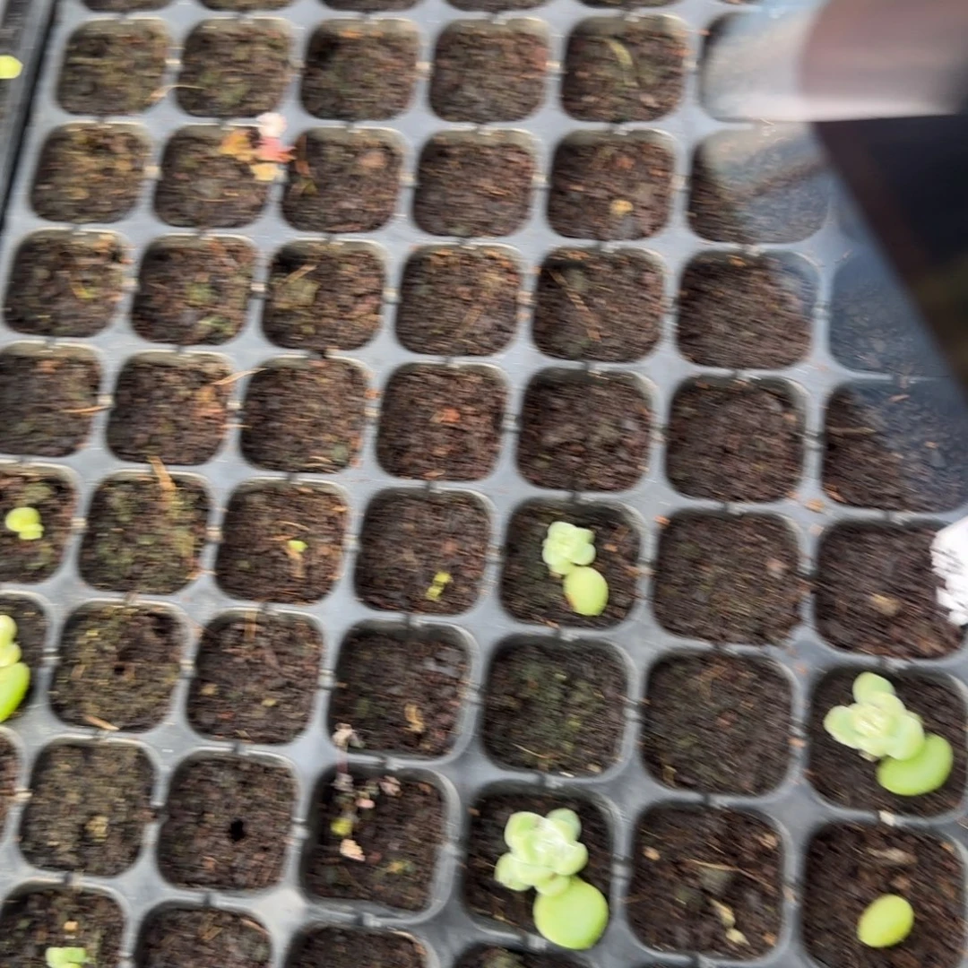 糯玉米财富穴一个满25包邮