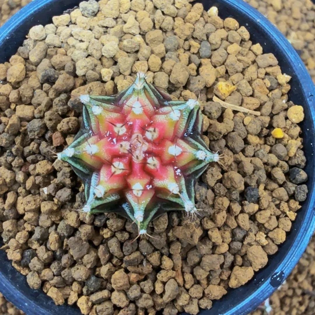 当前无花朵，栽培后可花朵