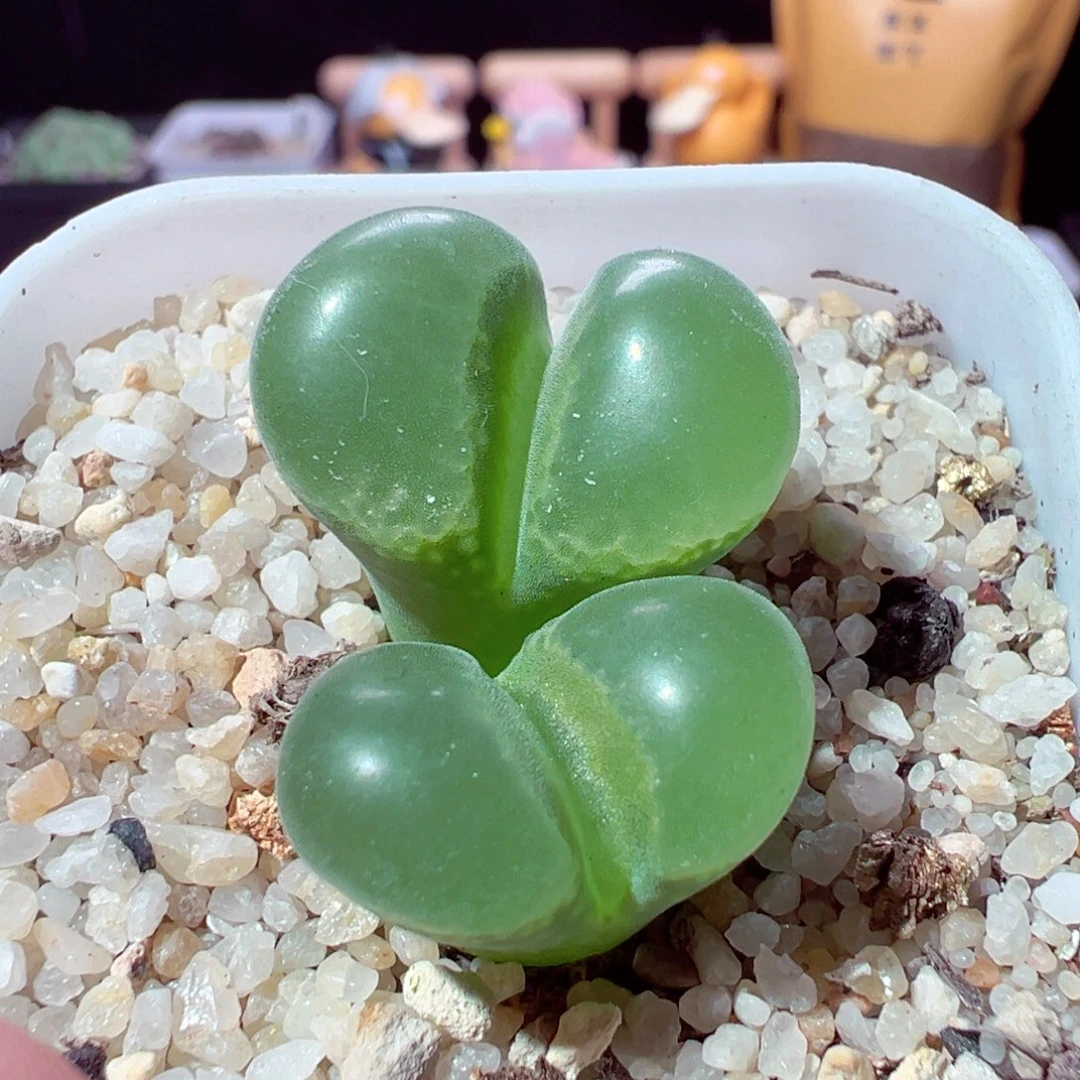 迪***心923-507多肉多肉风铃